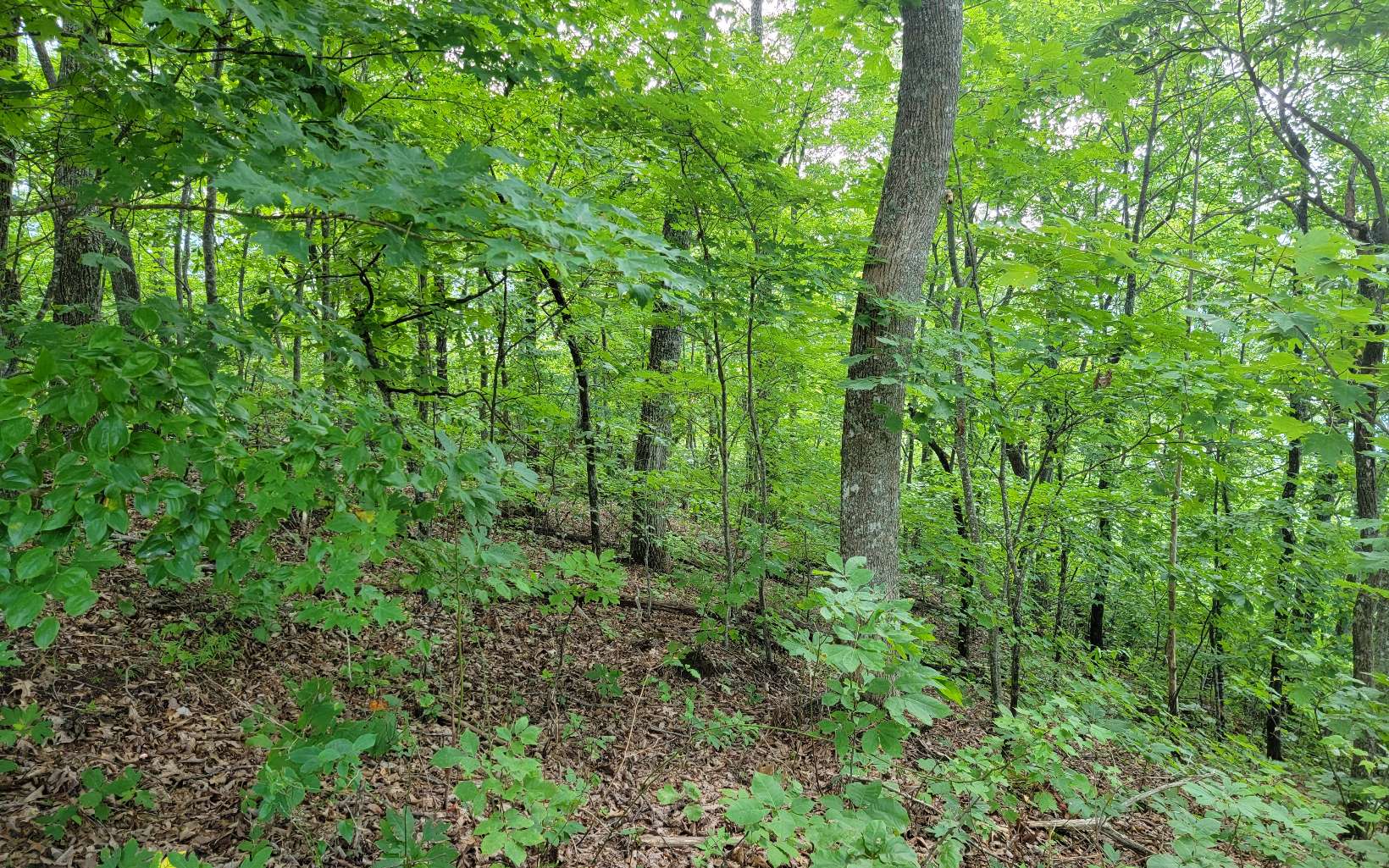 26-27 Oak Ridge Road Hayesville, NC 28904 - Photo 6 of 17 Additional View