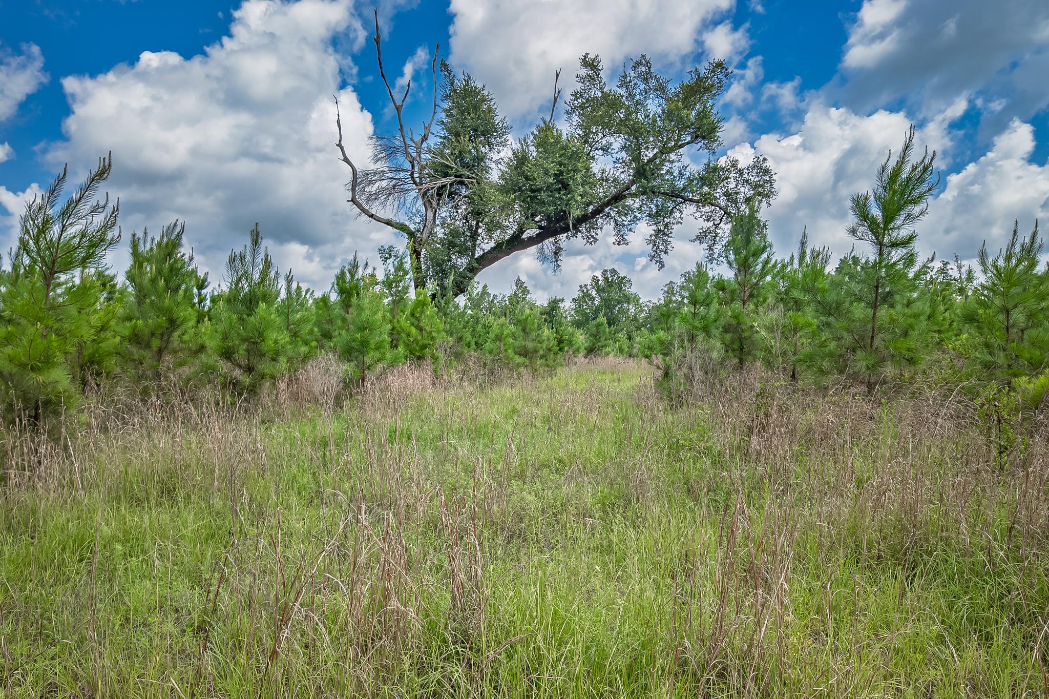 Xxx Northeast Hickory Grove Road Pinetta, FL 32350 - Photo 19 of 32