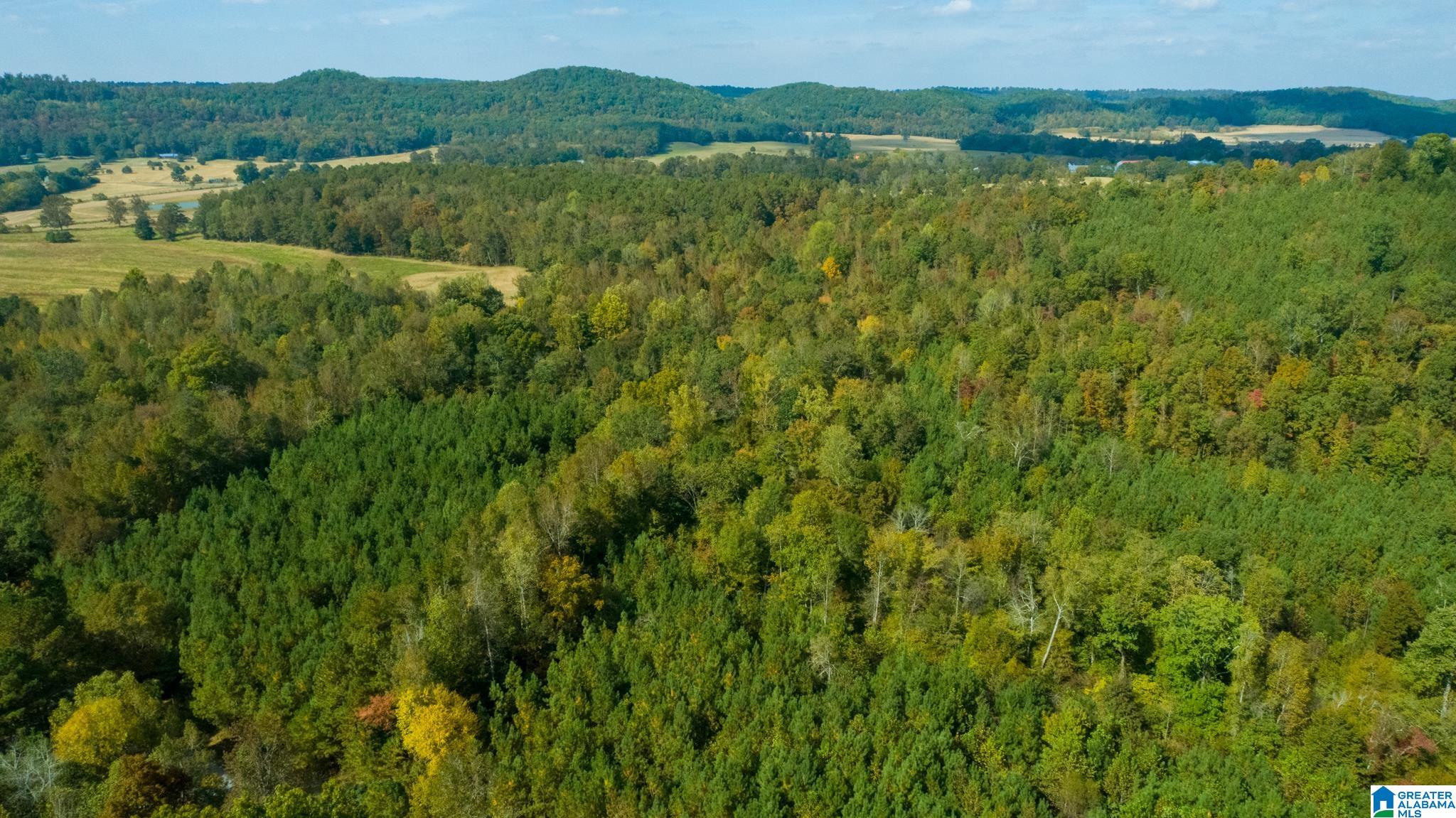 Hale Creek Road Oneonta, AL 35121 - Photo 9 of 17