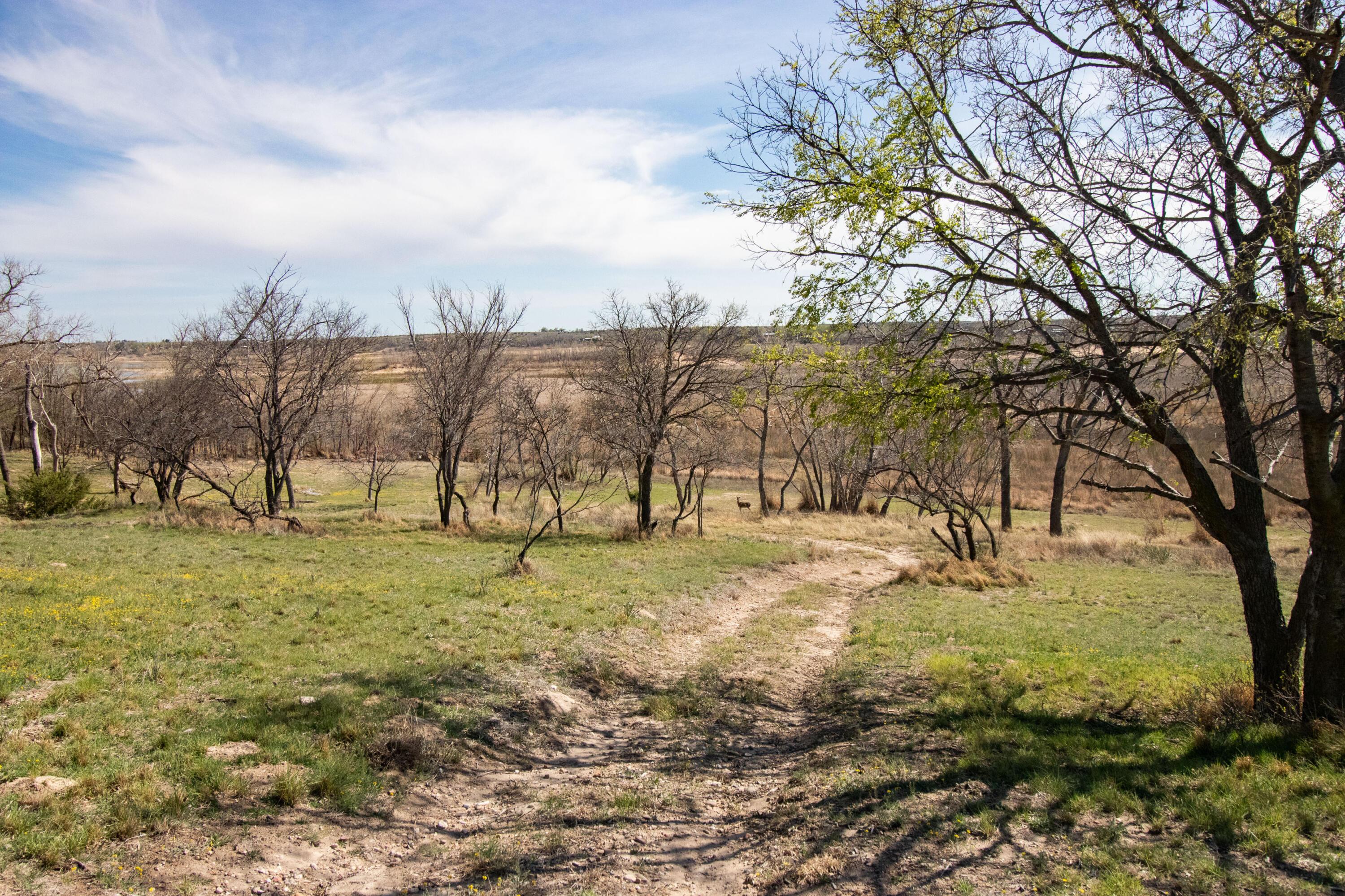 401 10 Bears Trail Howardwick, TX 79226 - Photo 49 of 71 a view of a yard with a tree