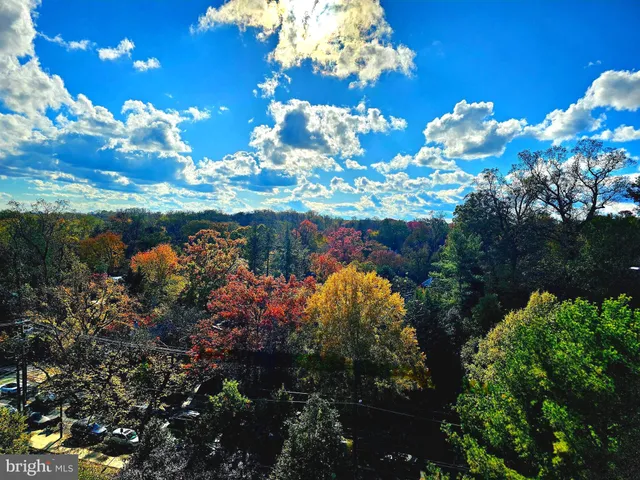 a view of a lake with a tree