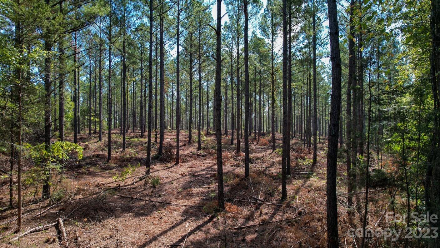 0 Smith Valley Road Sharon, SC 29742 - Photo 10 of 21 a view of outdoor space with trees