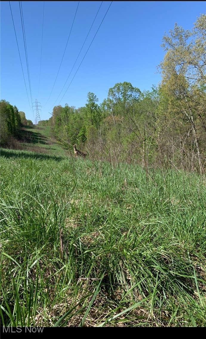 Morrison Hill Road Caldwell, OH 43724 - Photo 13 of 15 View of undeveloped land