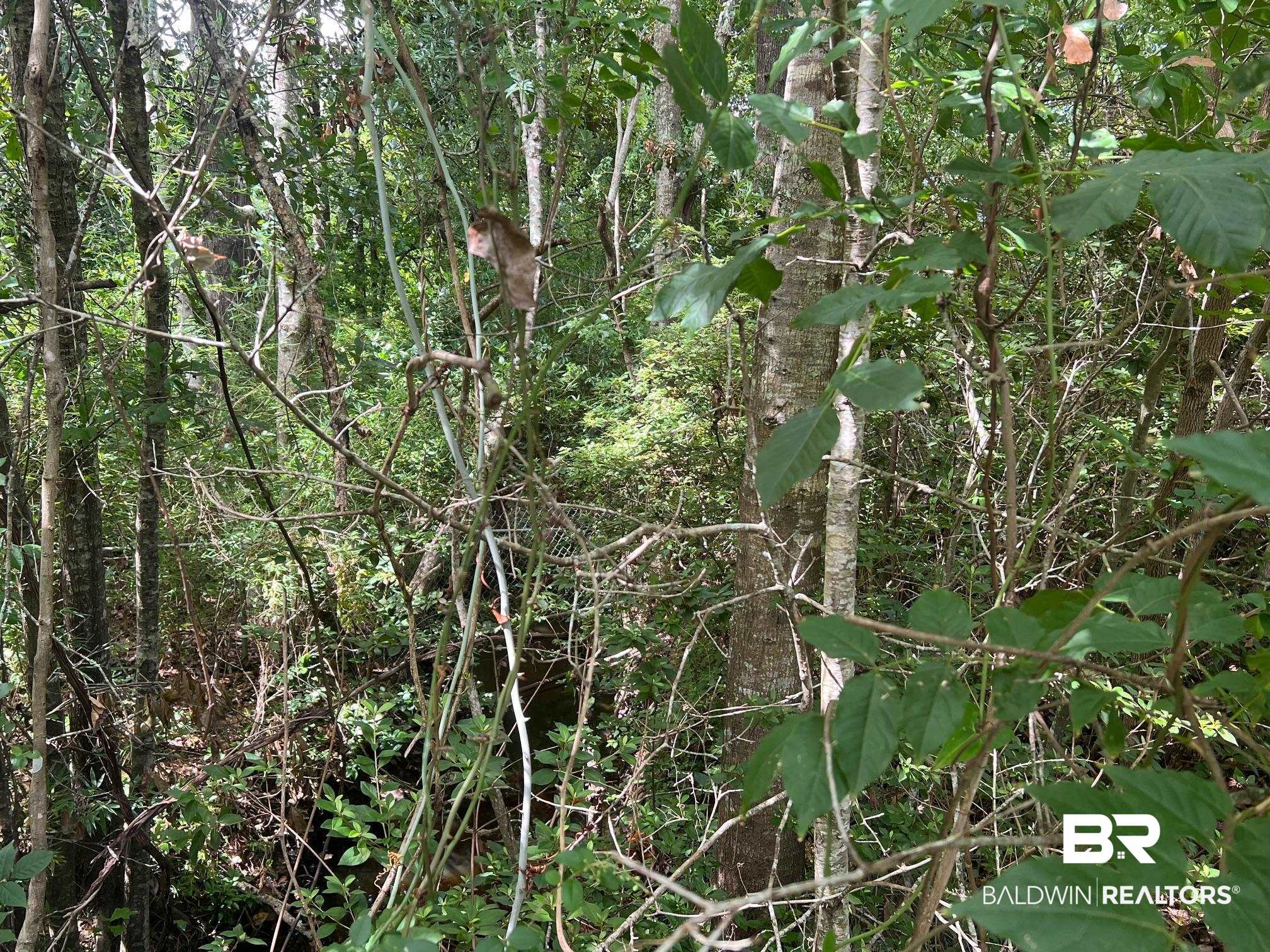 6789 Bay Road Mobile, AL 36605 - Photo 6 of 12 View of local wilderness