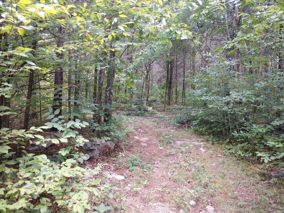 2366 Tracy Road Watertown, TN 37184 - Photo 10 of 25 a view of a forest with trees