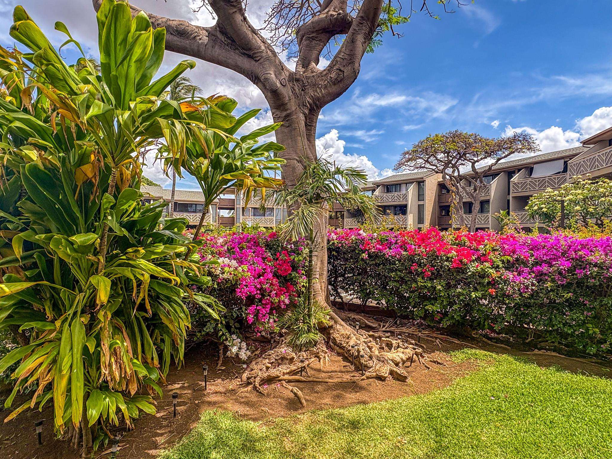 483 South Kihei Road, Unit 217 Kihei, HI 96753 - Photo 18 of 22 a view of a flower in a yard