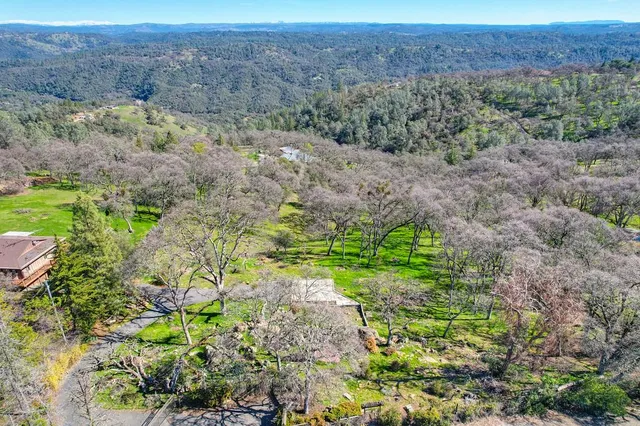 a view of a lush green forest with trees in the background