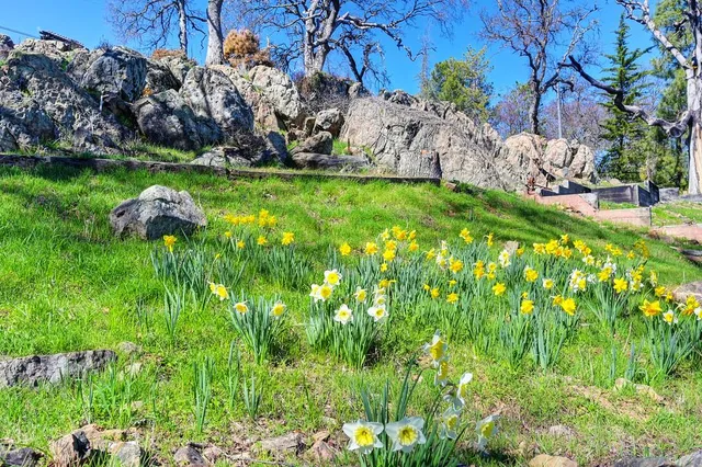 a view of a yard with a tree