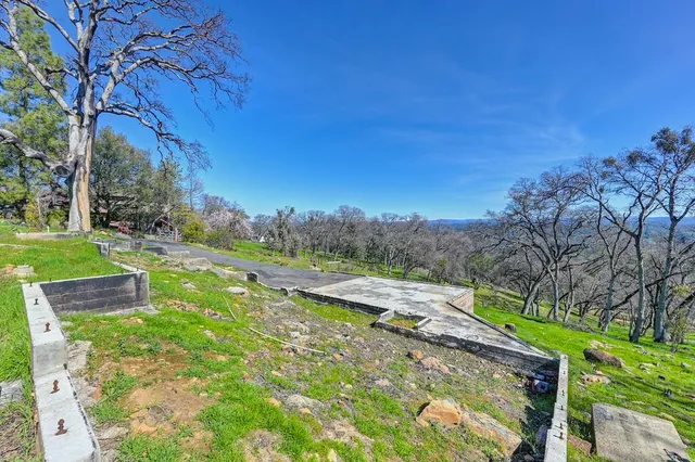 a plant that is in a garden