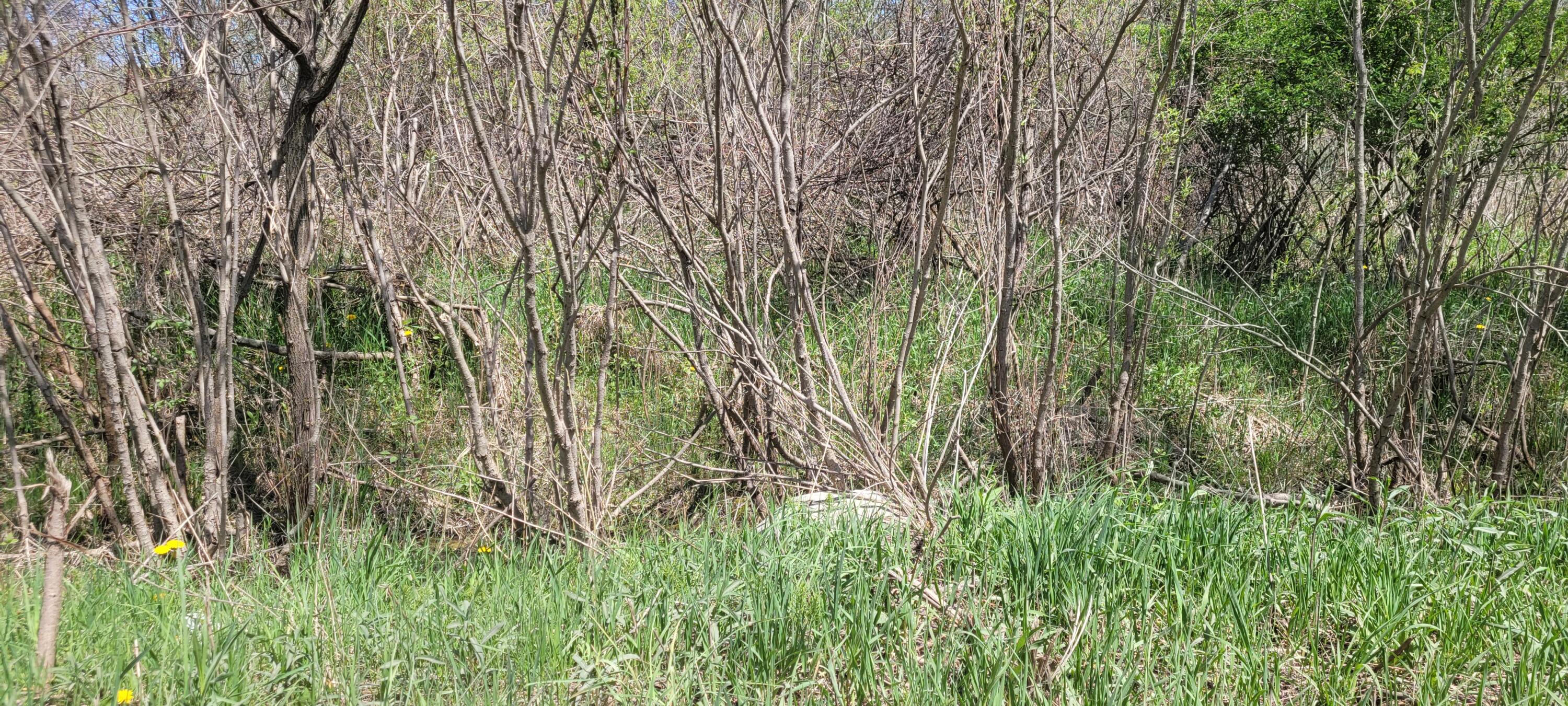 1894 Monroe Road Hart, MI 49420 - Photo 14 of 20 20230511_123522