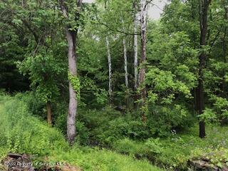 Lithia Valley Road Factoryville, PA 18419 - Photo 3 of 4 a view of a forest with trees