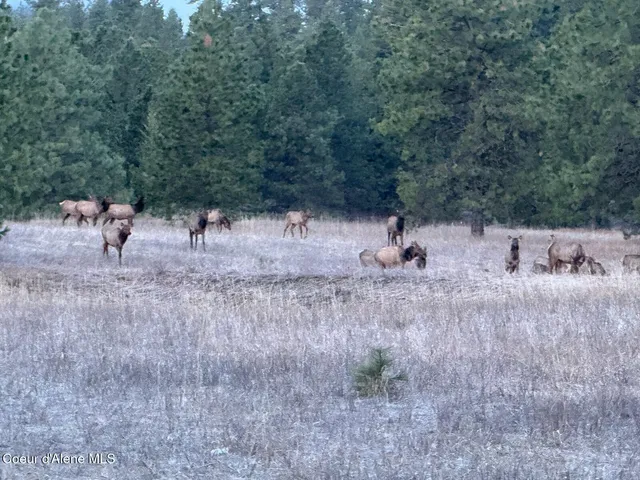 $1,160,000 | 2953 East Badger Road, Harrison, ID 83833