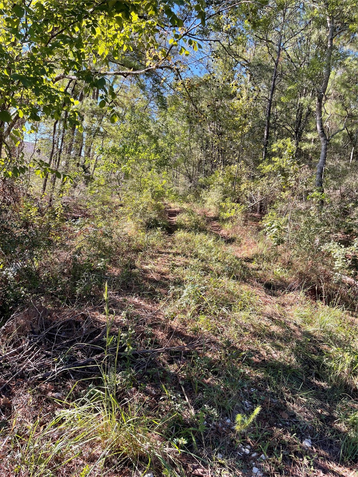 0 Fm 2090 Splendora, TX 77372 - Photo 1 of 1 a view of a yard
