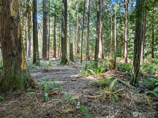a view of a forest with trees