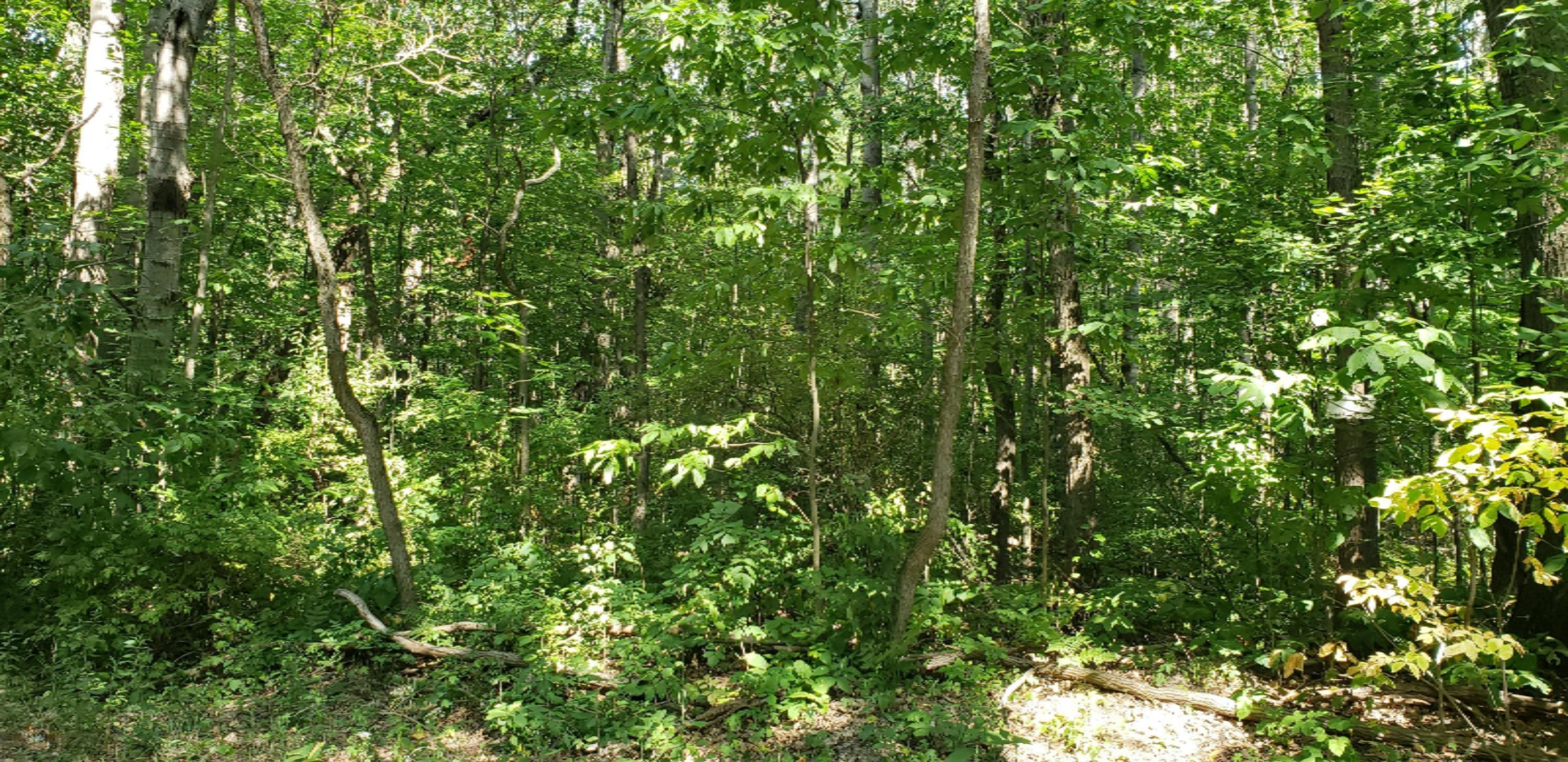 Hannah Road Remus, MI 49340 - Photo 6 of 10 20200822_154158