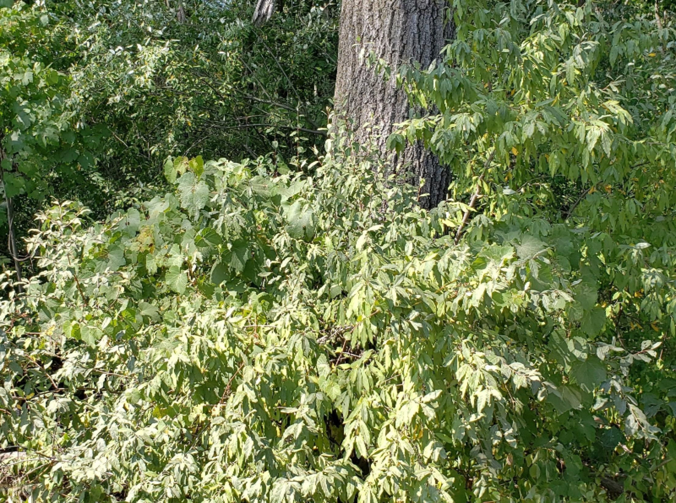Hannah Road Remus, MI 49340 - Photo 9 of 10 20200822_154753