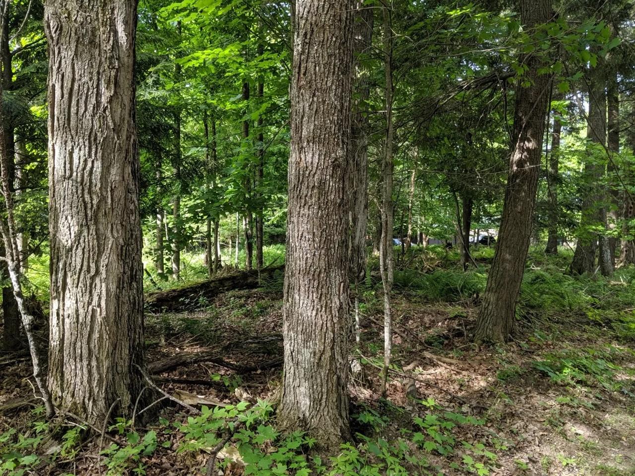 5076 Stafford Point Road North Mercer, WI 54547 - Photo 64 of 72 Gallery Image 64
