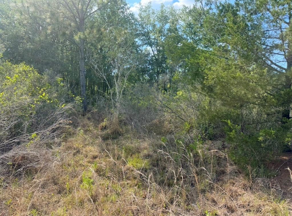 18455 Quiet Road Weeki Wachee, FL 34614 - Photo 6 of 9 a view of a forest with trees in the background