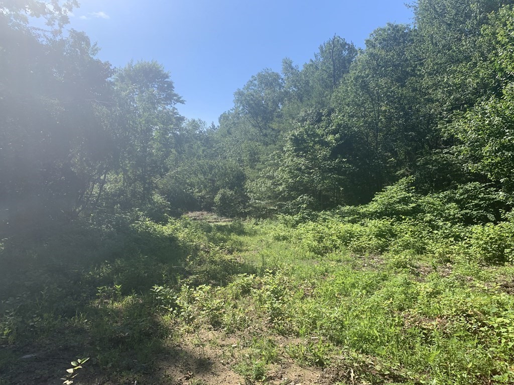 149 Turkey Hill Road Rutland, MA 01543 - Photo 1 of 3 a view of a forest with a tree