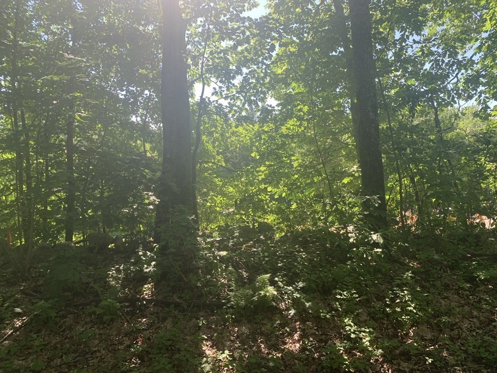 149 Turkey Hill Road Rutland, MA 01543 - Photo 2 of 3 a view of a tree