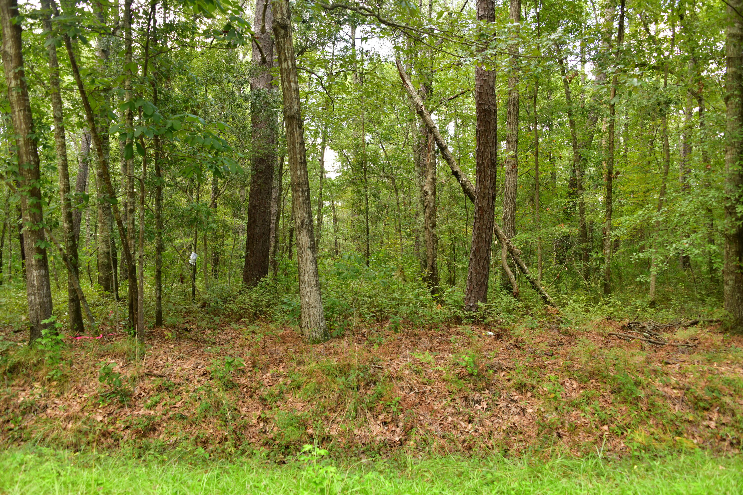 6116 State Rd S-10-2077 Ravenel, SC 29470 - Photo 1 of 1 DSC_4166