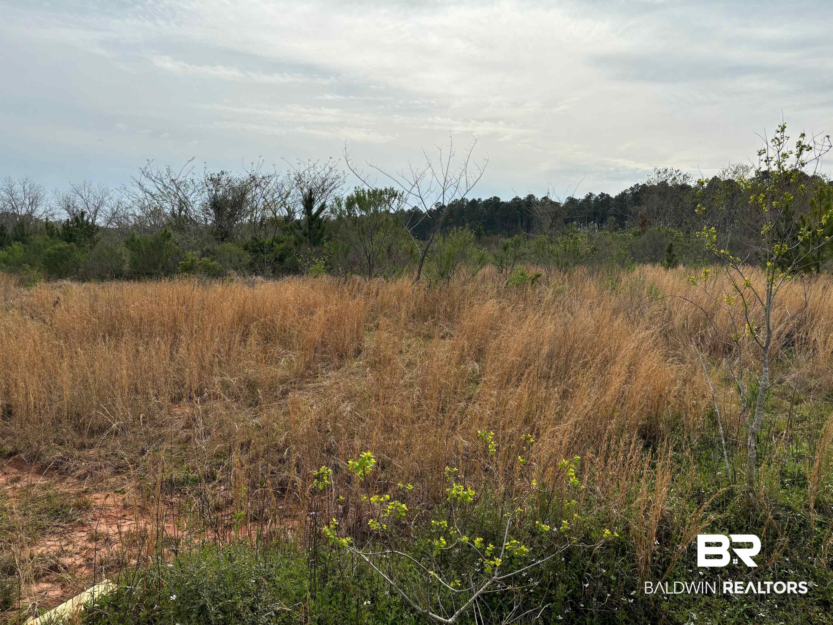 3740 Latigo Road Mobile, AL 36695 - Photo 7 of 8 View of local wilderness