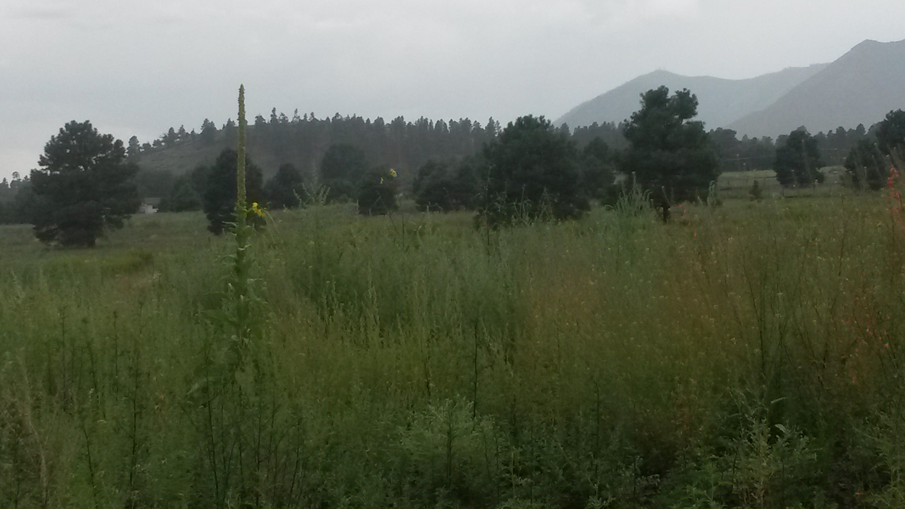 12146 Gunman Road Flagstaff, AZ 86004 - Photo 5 of 8 Pinion Pines