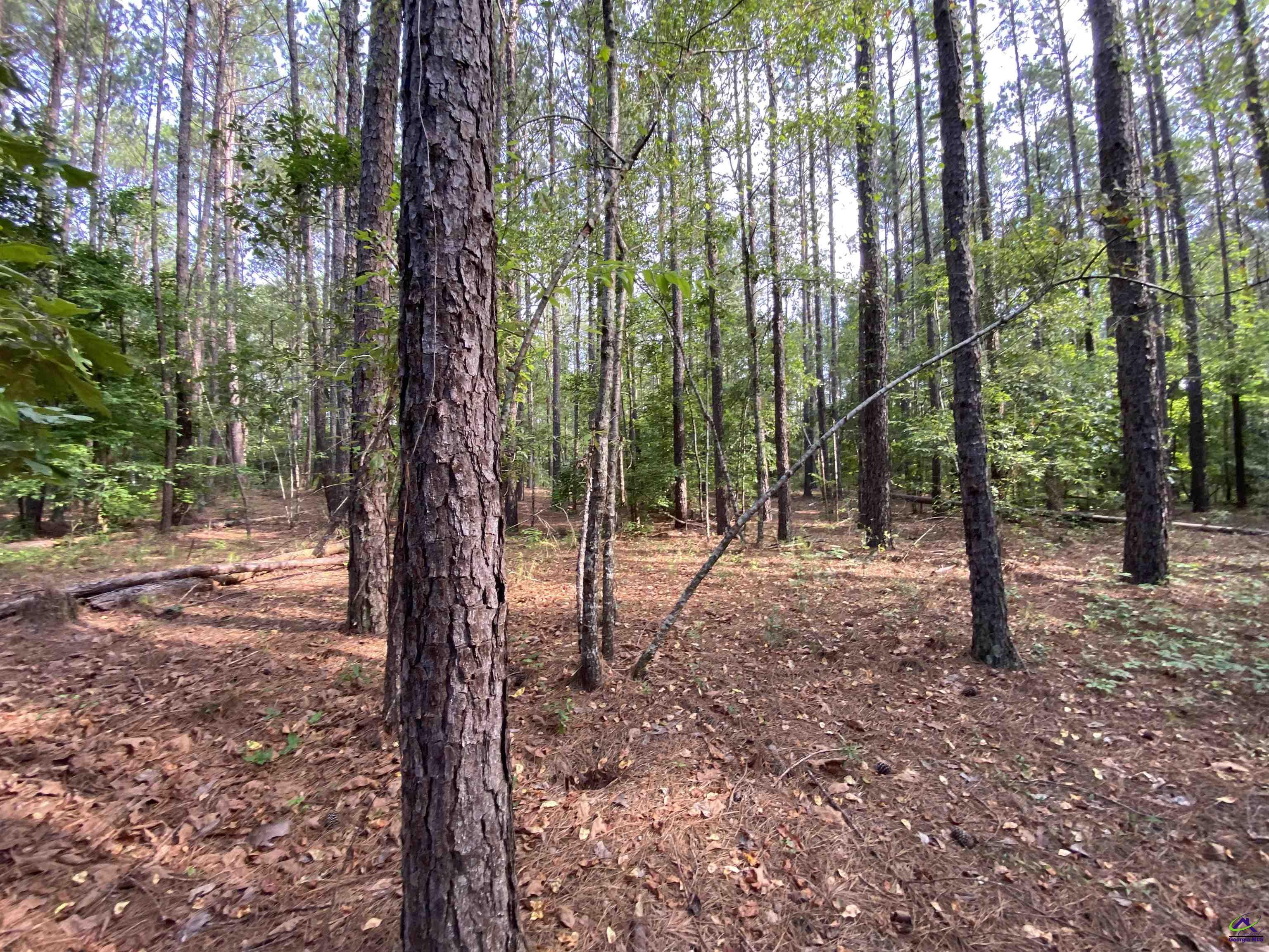 Lot 9 Cherokee Trail Road Eastman, GA 31023 - Photo 8 of 18