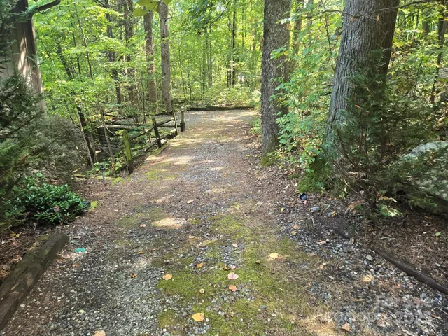 a view of a yard with plants and large trees