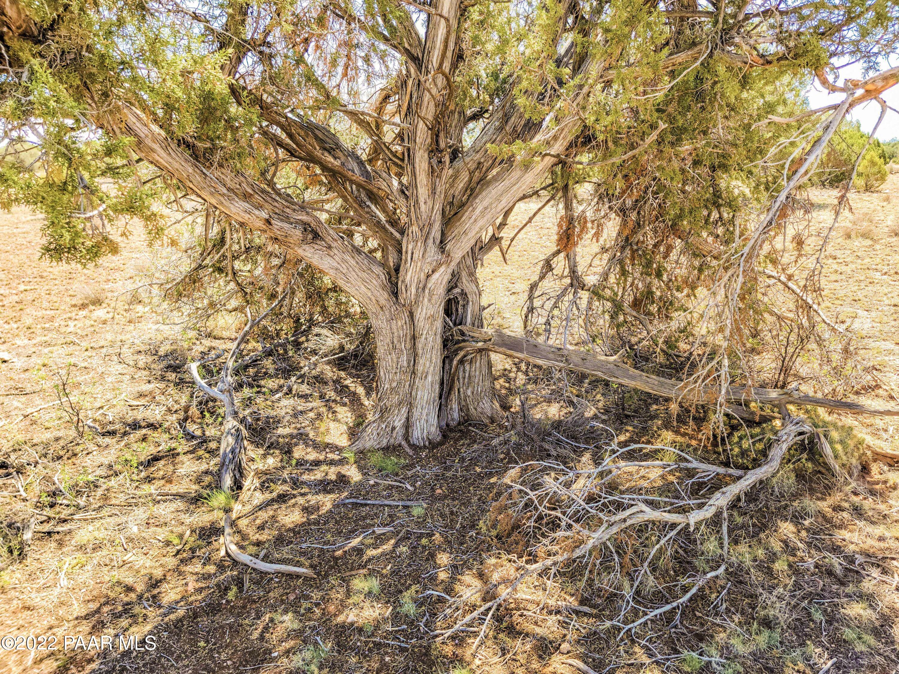 Lot 46 Wooden Ear Ranch Road Seligman, AZ 86337 - Photo 12 of 16 a view of a yard with a tree