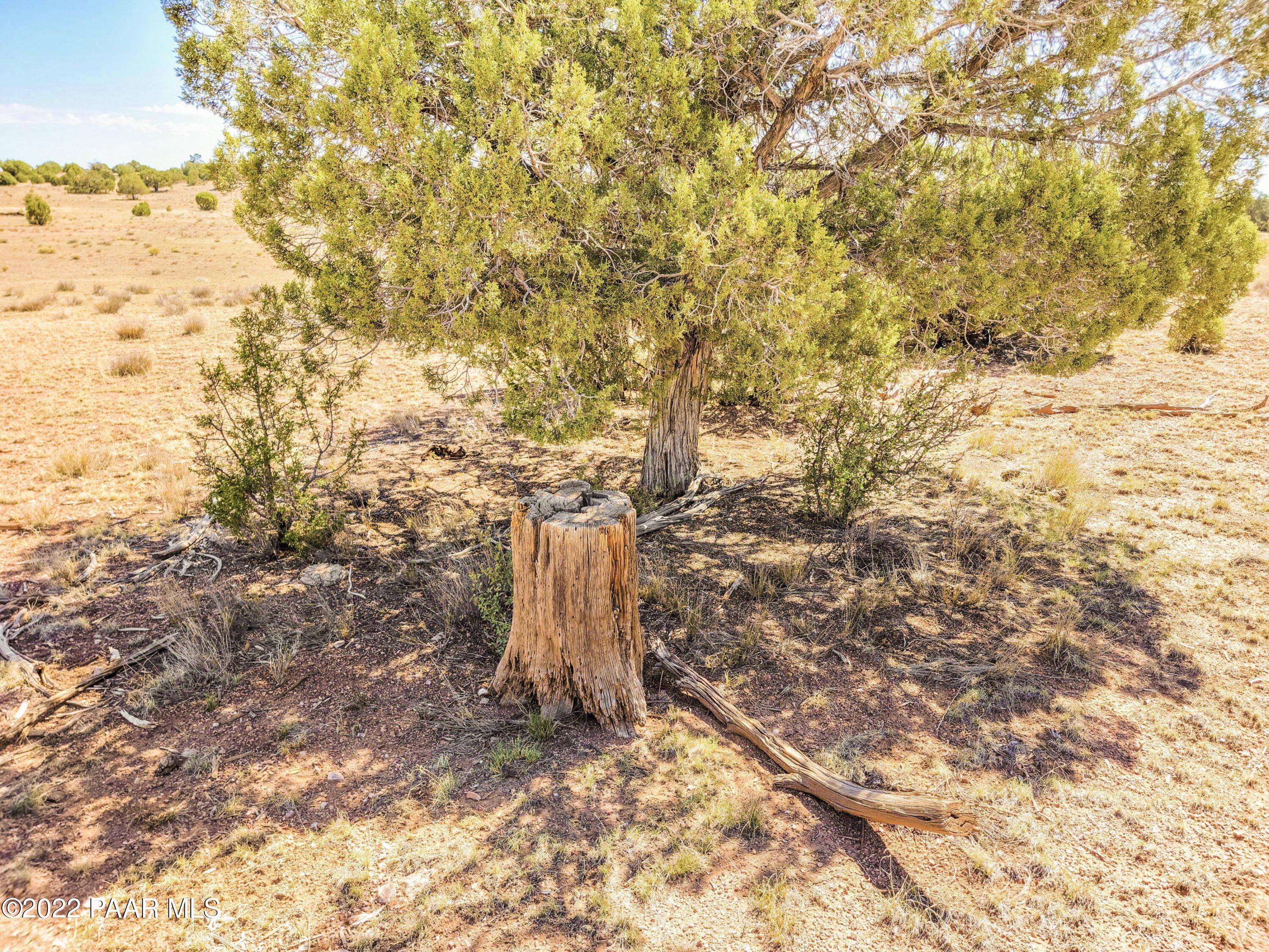 Lot 46 Wooden Ear Ranch Road Seligman, AZ 86337 - Photo 16 of 16 a view of a yard with a tree