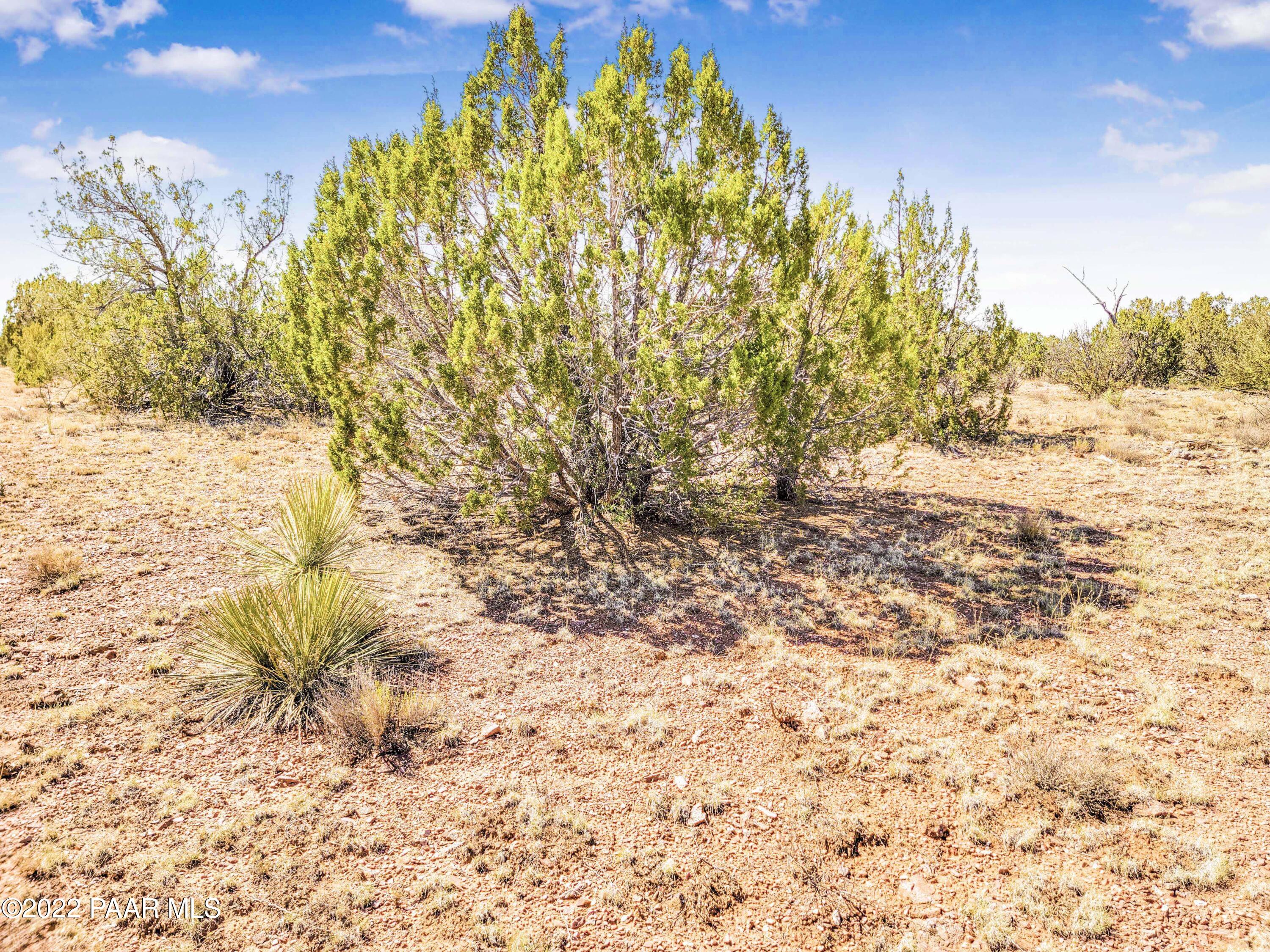 Lot 46 Wooden Ear Ranch Road Seligman, AZ 86337 - Photo 5 of 16 a view of yard with trees
