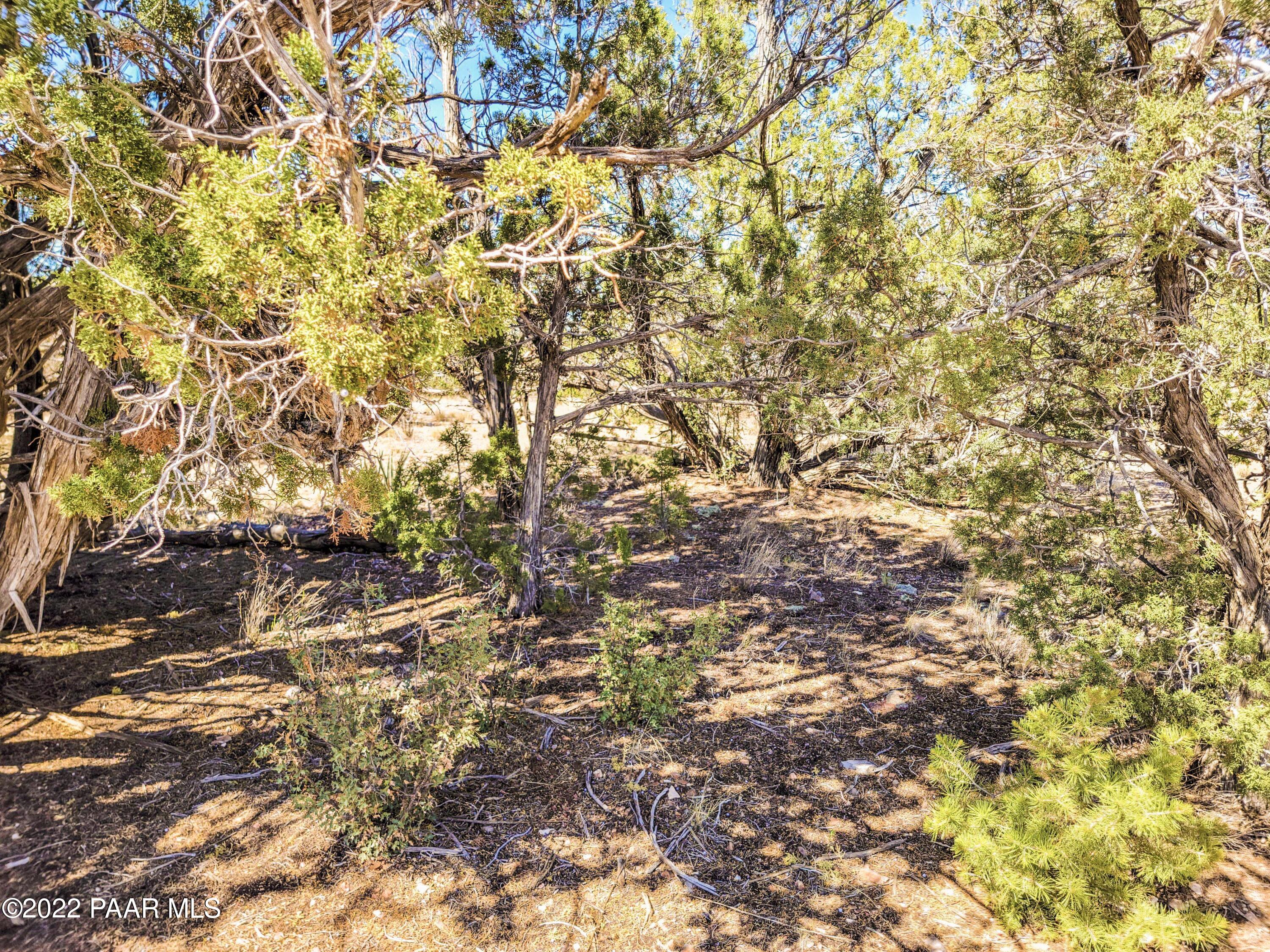 Lot 46 Wooden Ear Ranch Road Seligman, AZ 86337 - Photo 9 of 16 a view of a tree