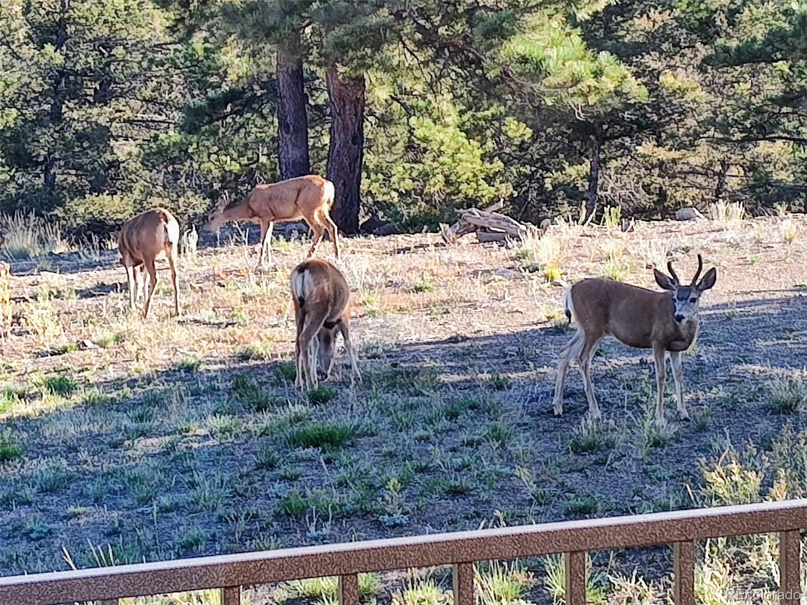 3561 Singletree Road Hartsel, CO 80449 - Photo 36 of 48