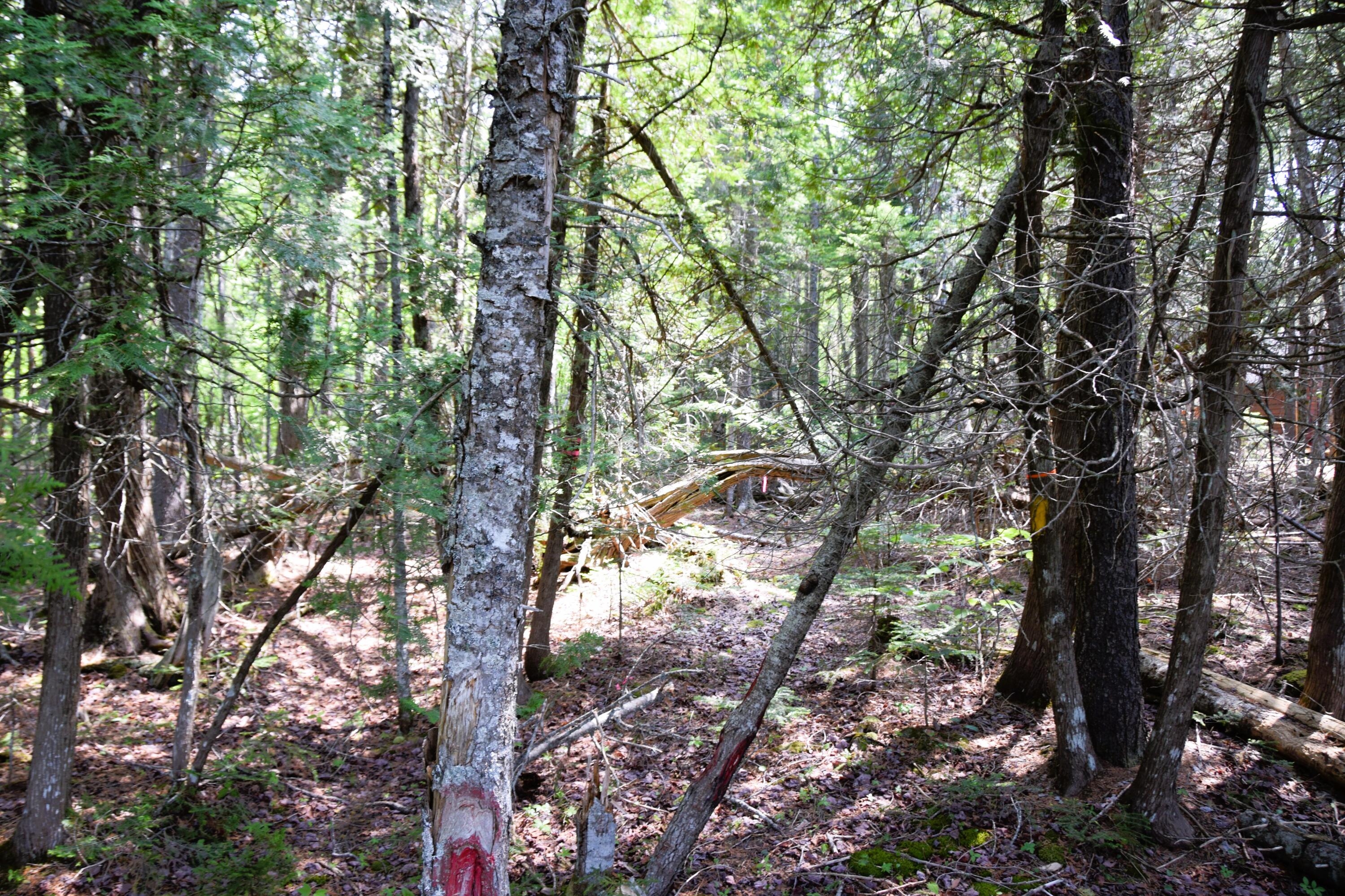 Ms03-l17.3 Carry Pond Road Bingham, ME 04920 - Photo 12 of 19