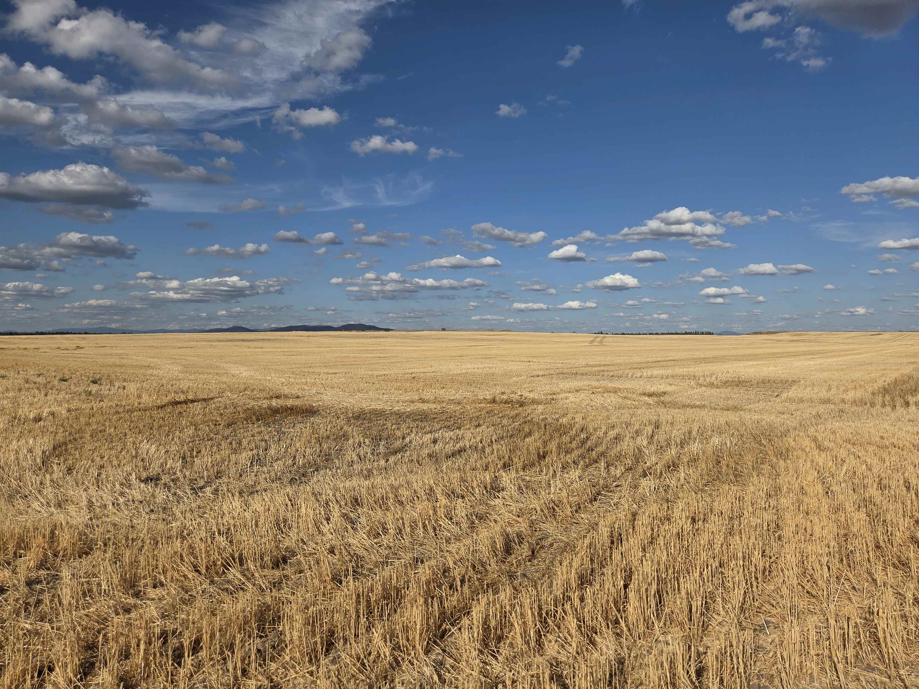 35251 Crescent N Road, Unit PARCEL 6 Reardan, WA 99029 - Photo 6 of 17