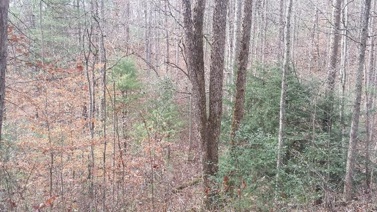 107 Black Bear Ridge Road Campton, KY 41301 - Photo 2 of 8 Photo 2