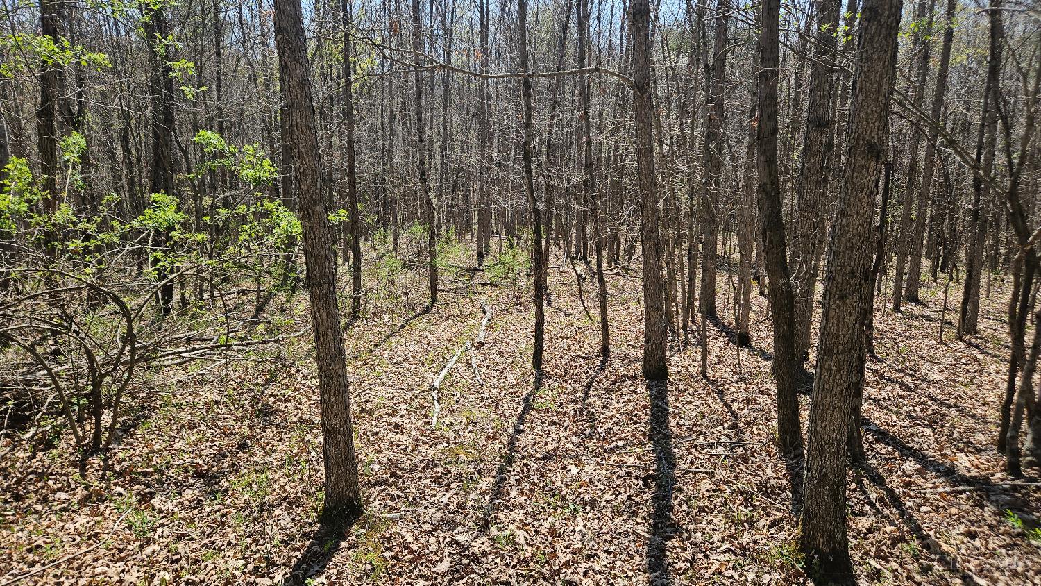 0 Spruce Hollow Road South Webster, OH 45682 - Photo 19 of 54