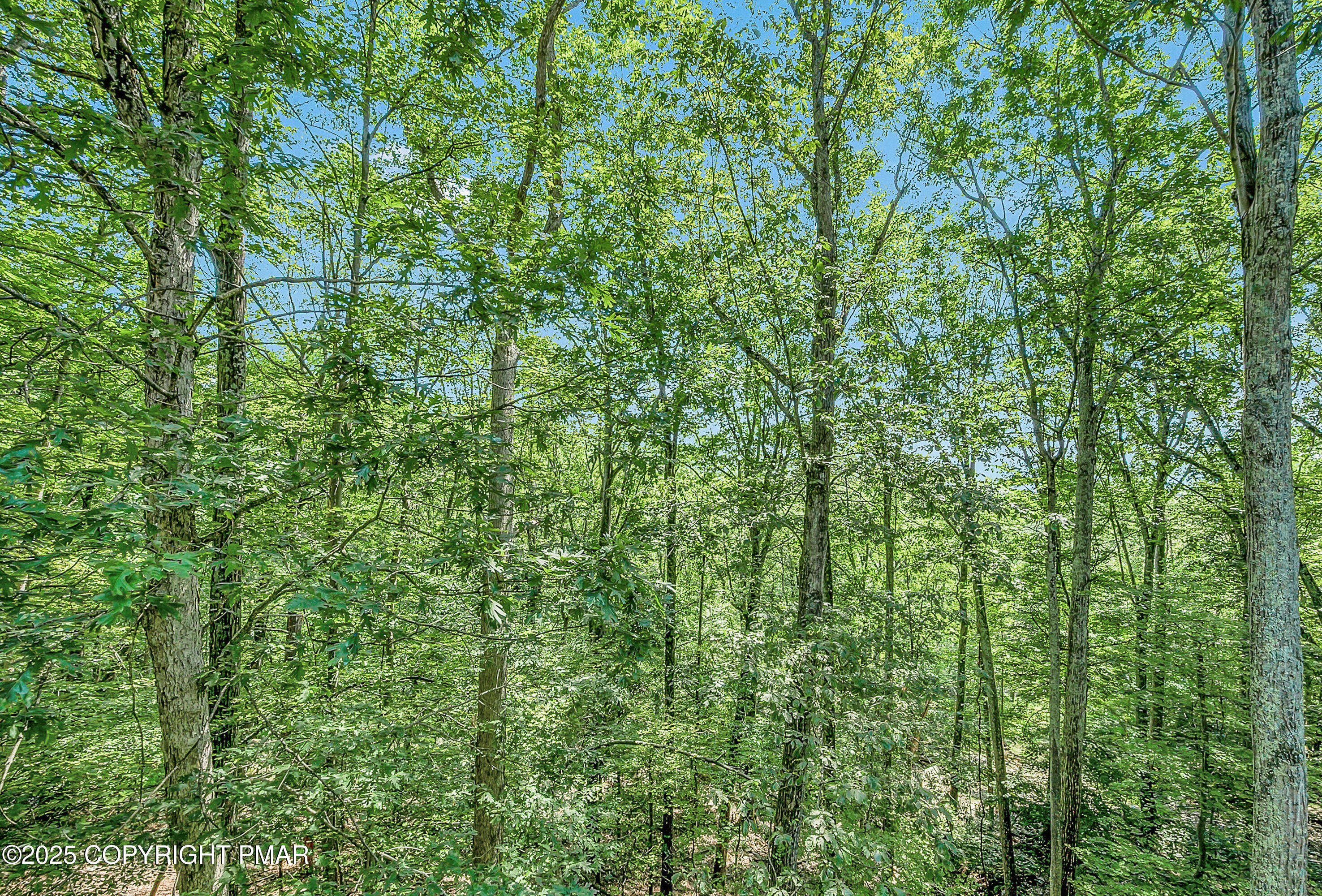 164 Bellingham Drive Bushkill, PA 18324 - Photo 45 of 46 a view of a lush green forest