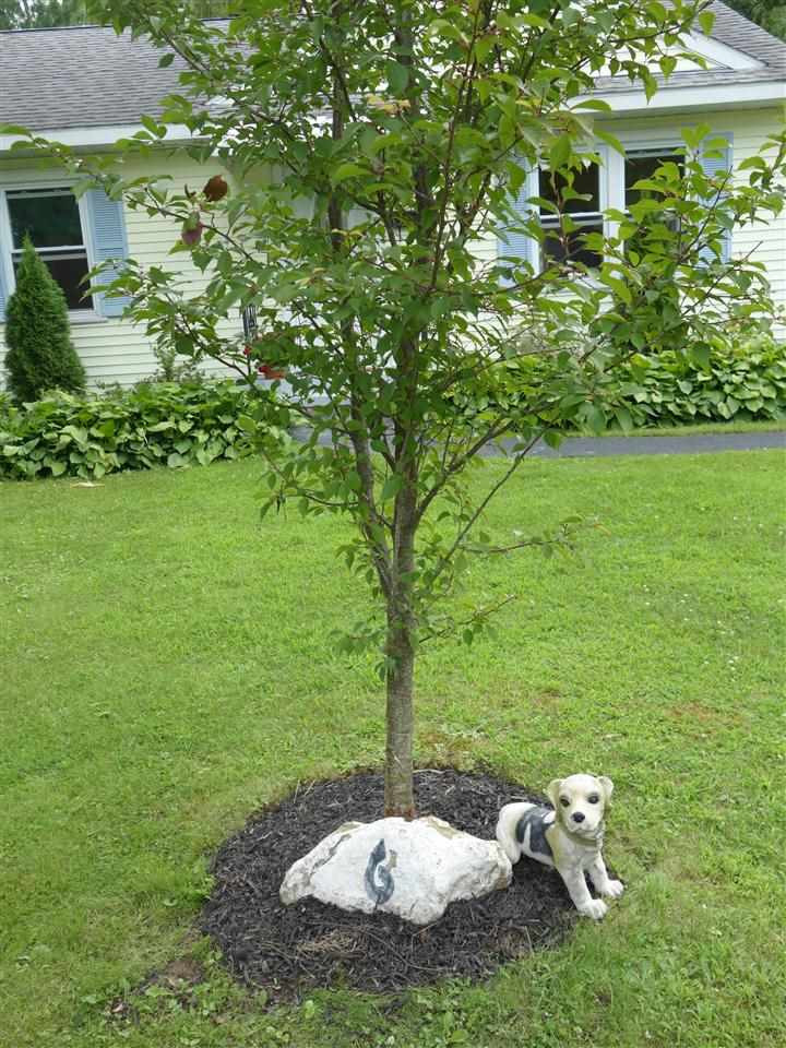 6 Wellington Road Bethlehem, NY 12054 - Photo 25 of 25 Photo 25