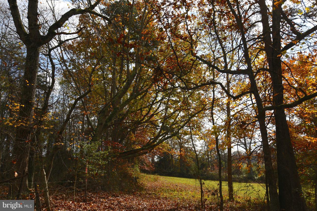 18.786 Acres Road Boston, VA 22713 - Photo 14 of 14 At the Edge of the Woods