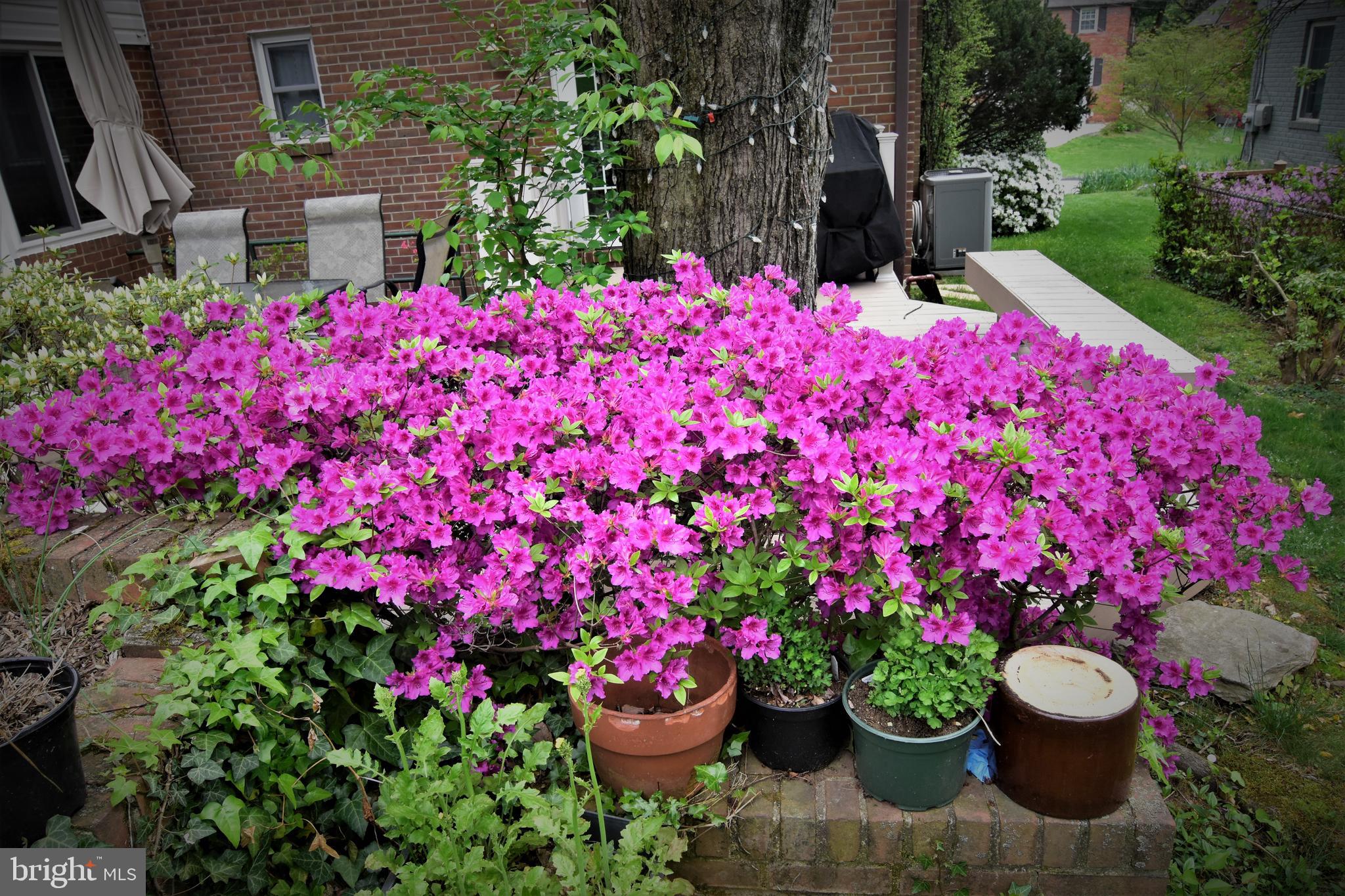 9508 Bruce Drive Silver Spring, MD 20901 - Photo 45 of 50 a view of a small garden with flowers and flowers
