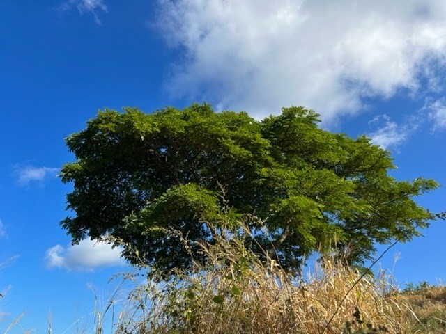 85-5261 Kiilae Road Captain Cook, HI 96704 - Photo 13 of 17 Gallery Image 13