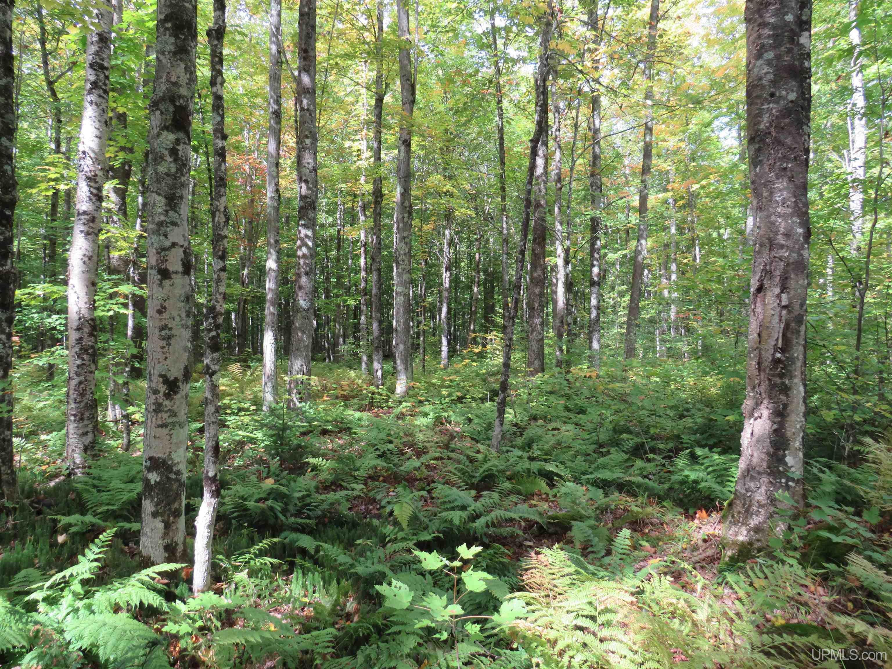 Off Net River Road Crystal Falls, MI 49920 - Photo 20 of 25 Gallery Image 20