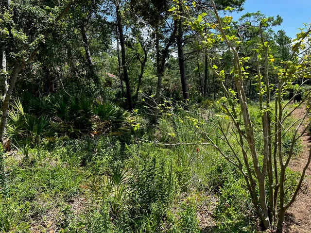 a view of a lush green forest