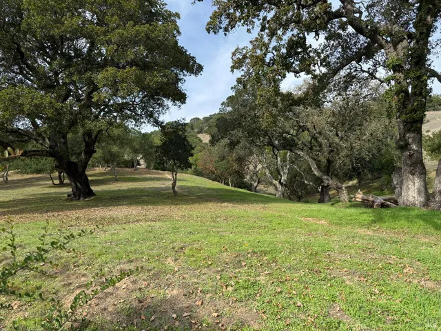 a view of a park with large trees