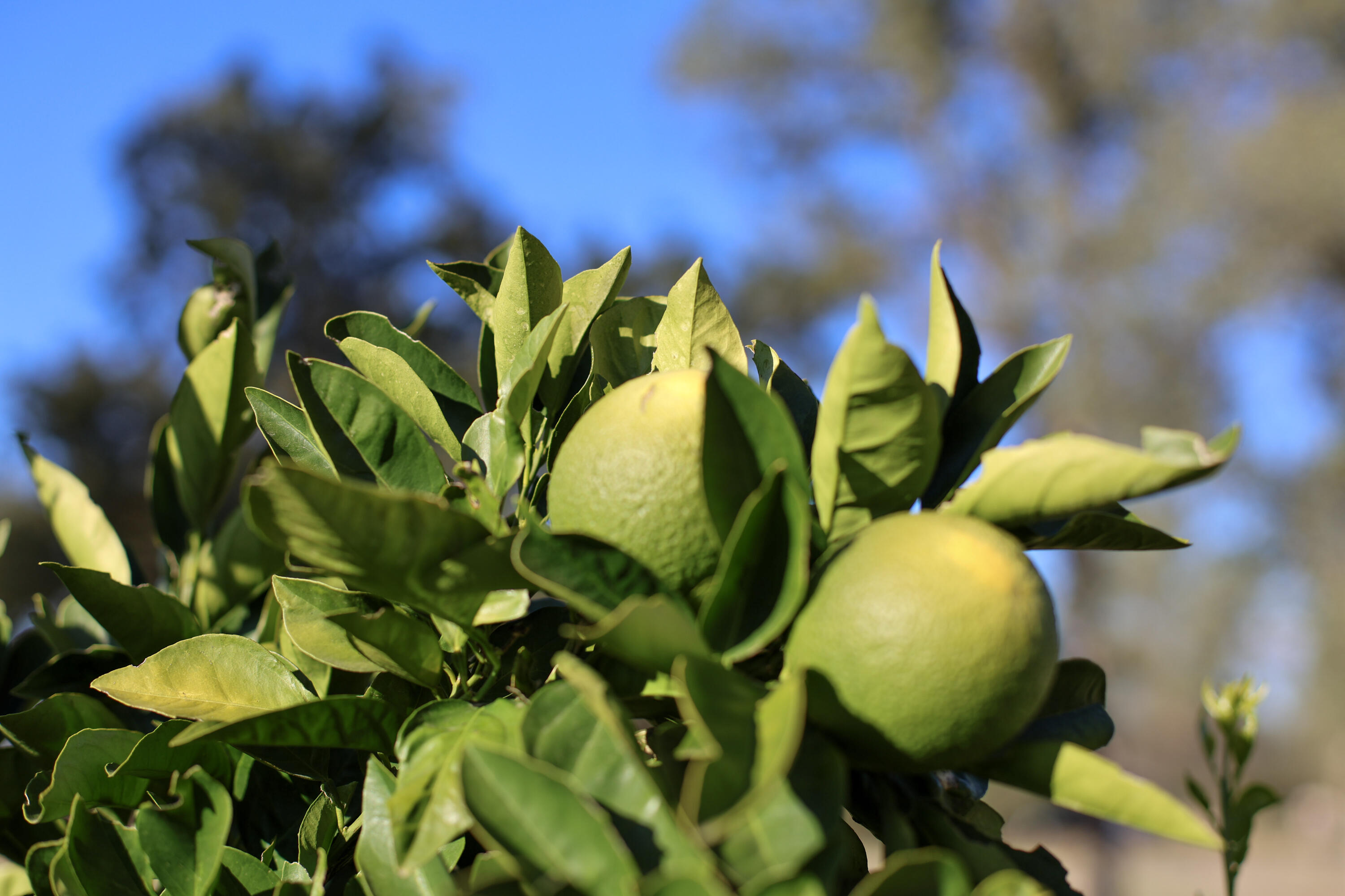 21089 Falling Leaf Road Redding, CA 96003 - Photo 42 of 43 a view of a flower in a garden