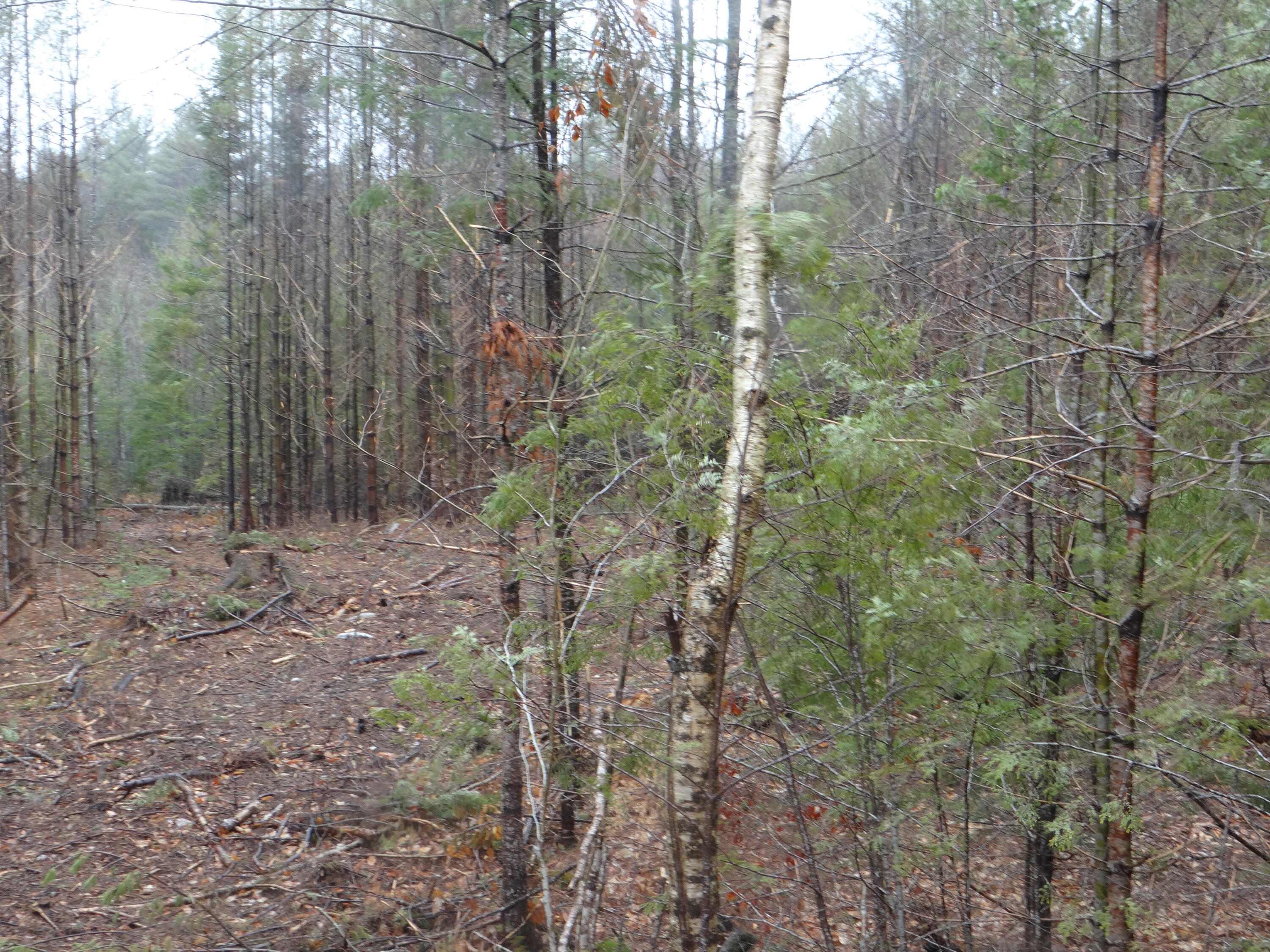 0 Moody Road Standish, ME 04084 - Photo 20 of 26 DSC00021
