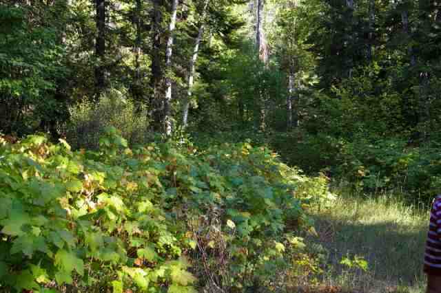 0 Off N Leclerc Road Ione, WA 99139 - Photo 7 of 7 Gallery Image 7