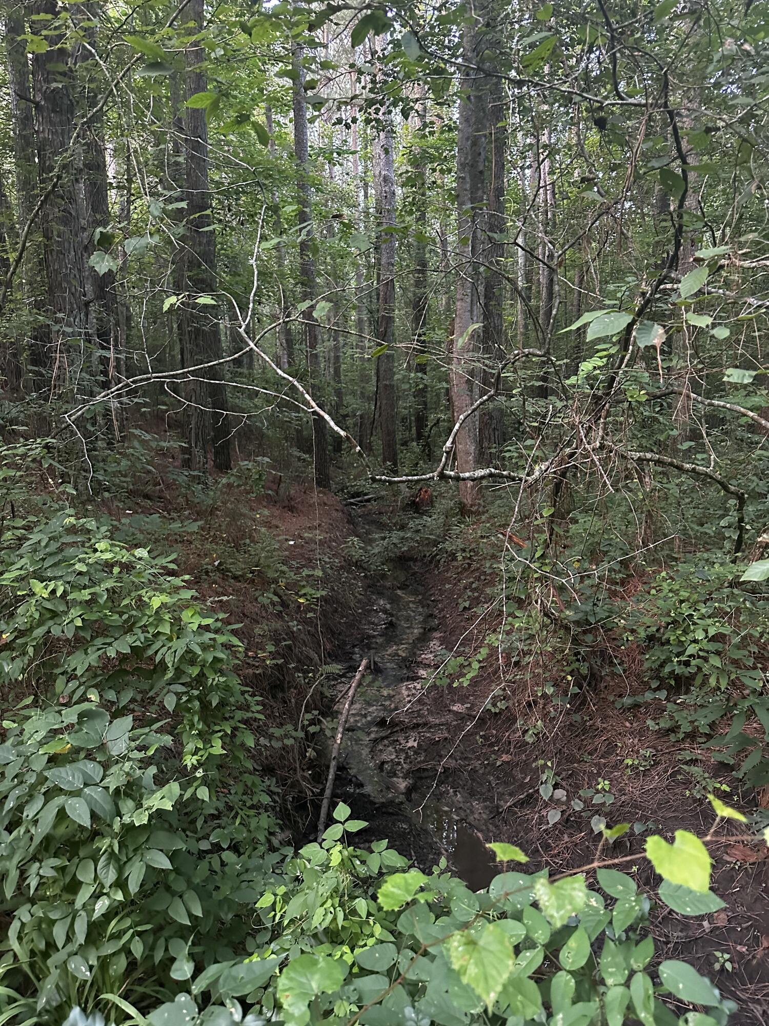 0 Sand Mountain Road Old Fort, TN 37362 - Photo 21 of 27 tempImageNF2RmQ